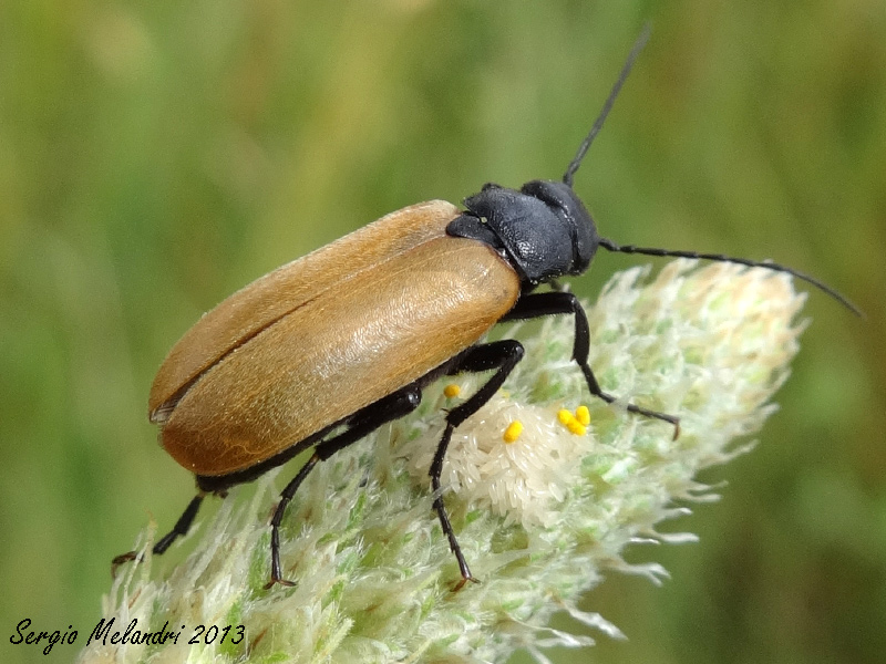 Meloidae da id.: Euzonitis quadrimaculata